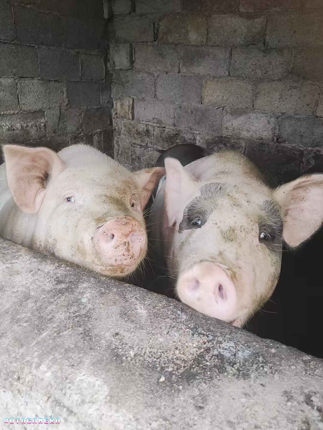 熟食料农家土猪